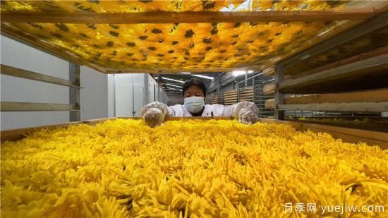 宣城廣德：千畝生態(tài)菊花黃 金絲皇菊采摘忙(圖2)