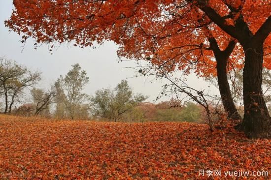 適合孤植的幾種苗木推薦(圖4)