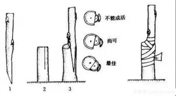 花木嫁接的具體操作方法和嫁接后管理(圖2)