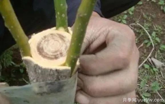 花木嫁接的具體操作方法和嫁接后管理(圖4)