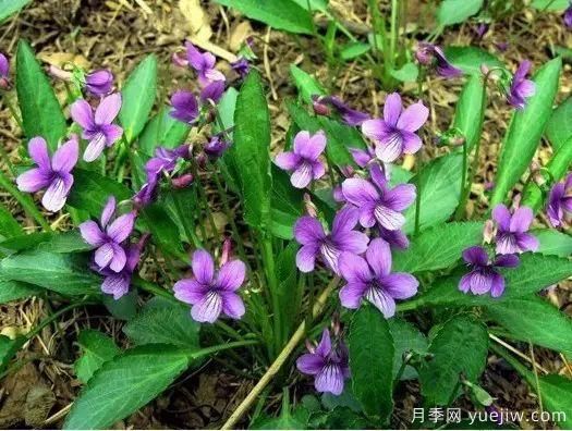 中草藥植物綠化，園林應(yīng)用新潮流？(圖1)