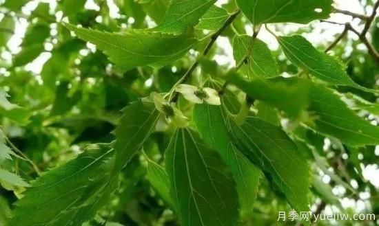 適合我國西部和北部地區(qū)的綠化種植的苗木推薦(圖2)