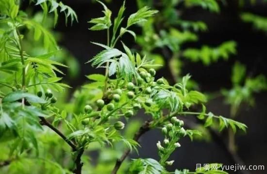 適合我國西部和北部地區(qū)的綠化種植的苗木推薦(圖7)