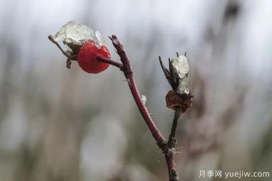 耐寒性，你家月季抗不抗凍？月季如何過冬(圖12)