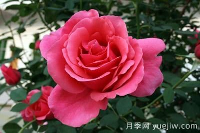 月季花苗什么時候移栽？月季花苗移栽注意事項(圖2)