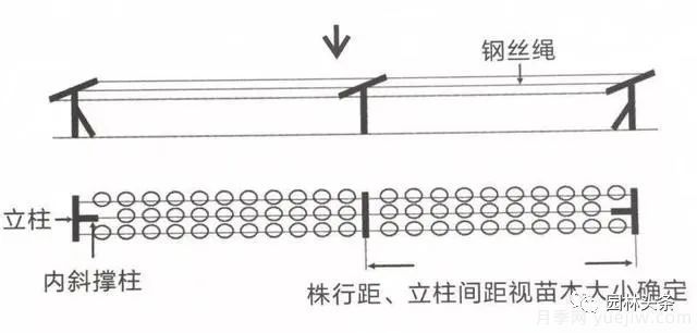 容器苗怎么固定才能防止傾倒？(圖3)