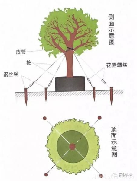 容器苗怎么固定才能防止傾倒？(圖4)