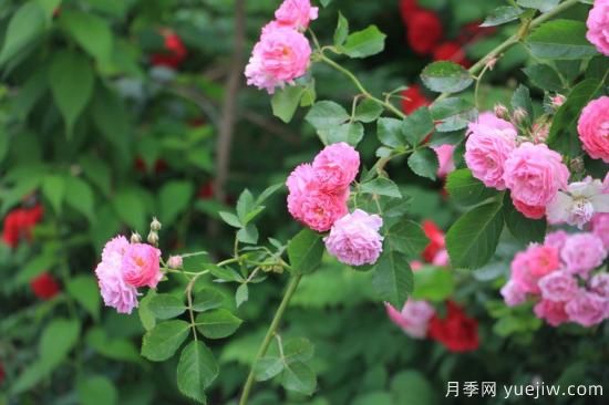 玫瑰、月季、薔薇如何區(qū)別？3個(gè)方法很簡(jiǎn)單(圖3)