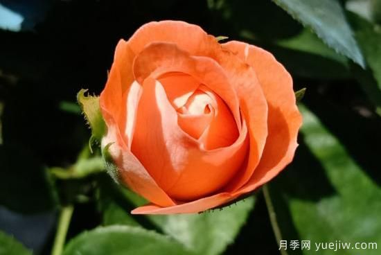 玫瑰、月季、薔薇如何區(qū)別？3個(gè)方法很簡(jiǎn)單(圖4)