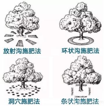 花卉苗木秋季土埋有機(jī)肥有哪幾種方法？(圖1)