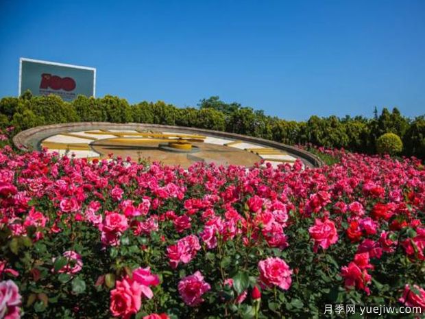 煙臺月季市花文化和景觀圖集(圖1)